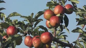 Red healthy apples on the tree