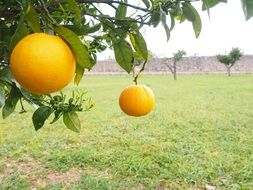 ripe oranges on the branches