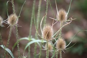 Thistle Wildlife