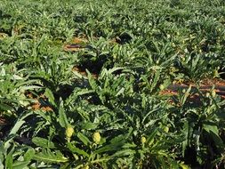 field of artichokes