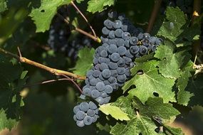 black Grapes Vineyard Fruit Wine