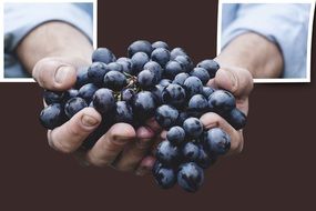 bunches of dark grapes in hands