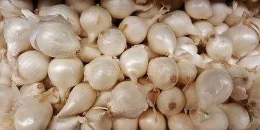 white onions new crop
