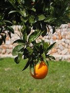 ripening orange fruit close-up on blurred background