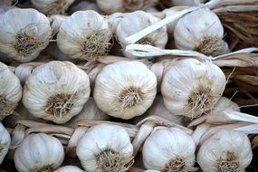 A lot of healthy ripe garlic for cooking