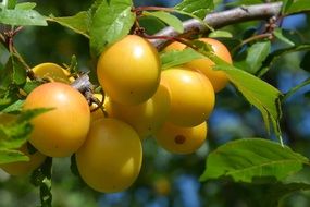 Yellow Plums on branch