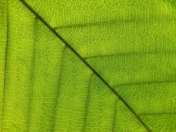 background with green leaf