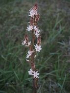 asphodelus flower in summer