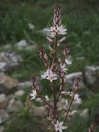 delicate asphodelus flower