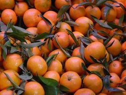 many tangerines with green leaves