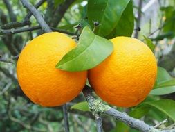 tropical orange tree