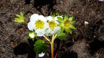 white flowers of strawberry close-up
