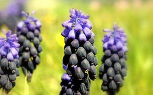 Muscari is a kind of bulbous plant close-up on blurred background