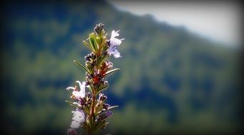 rosemary bloom in the sunlight