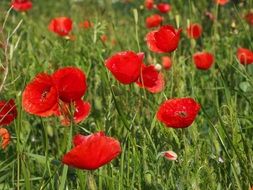 amazing field of poppies