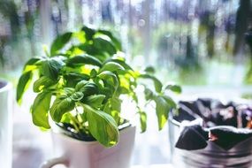 Basil leaves in a Cup