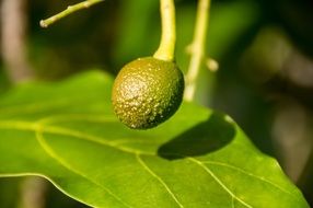 small avocado grows on a branch