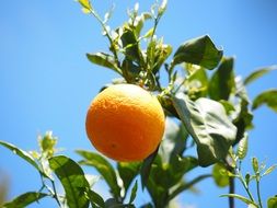 tropical citrus tree