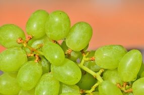 delicious green Grapes macro