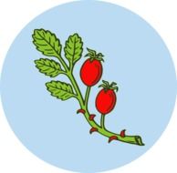 drawing of a branch of red rosehip on a blue background