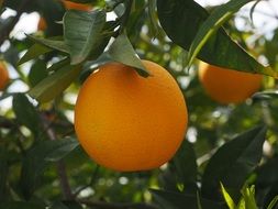 ripe orange on the tree