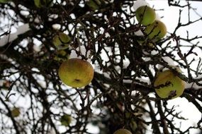 Apples on bare branches at Snowy winter