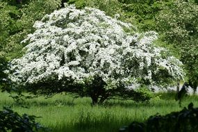 fruit Tree blossom