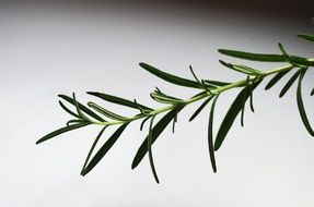 rosemary as a fragrant spice