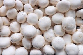 white champingon mushrooms