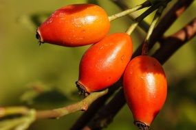 rosehips on the bush