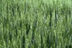 Cornfield Field