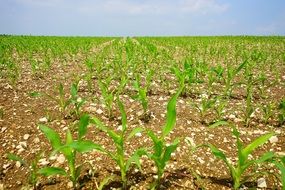 Cornfield young plants