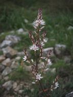 wild asphodel flower
