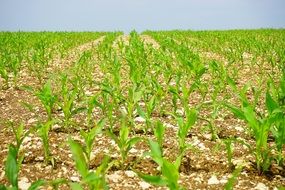 A lot of green plants on the corn field