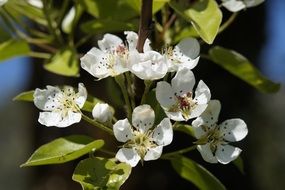 Picture of Apple Blossoms