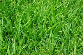 A lot of green grass on the ground