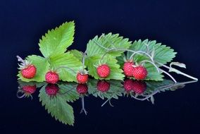 strawberries with green leaves on a black background