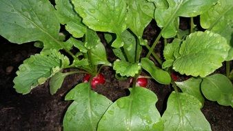 radishes in the vegetable bed close-up