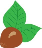 drawing hazelnuts with green leaves