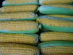 wallpaper with corns
