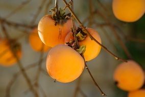 Orange khaki fruits