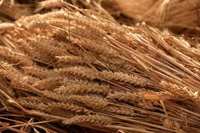 Grain Harvest