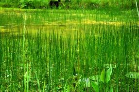 Green long grass in summer