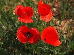 four red poppies