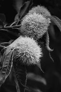 White and black photo of the fruits on the tree
