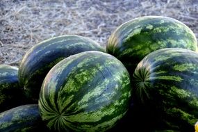 A lot of ripe sweet green watermelons on the ground