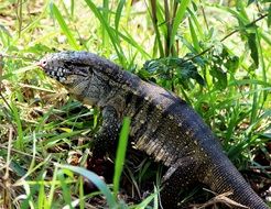 gold tegu in the wild