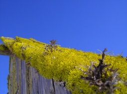 Macro Nature Moss