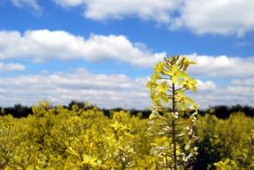Kale Flower in sunny Field closeup