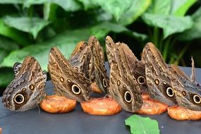 Butterfly Feast Fruit